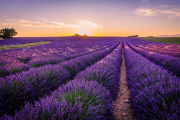 Lavender field of Provence on a summer day in France