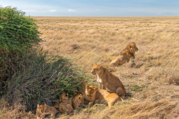 Tanzania, Serengeti park &ndash; Lion.
