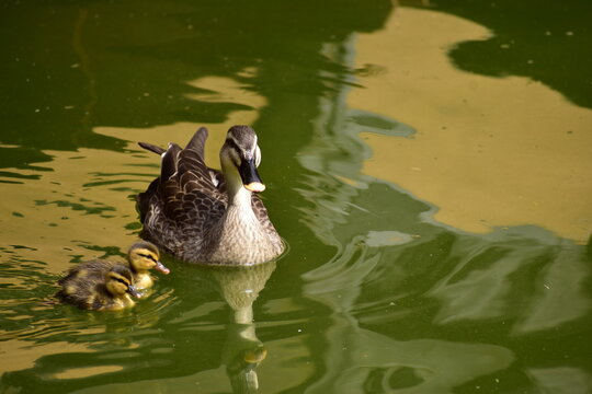 カルガモ親子 の画像 522 件の Stock 写真 ベクターおよびビデオ Adobe Stock