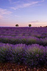 Lavender flowers in bloom at sunset in Valensole in Provence, France