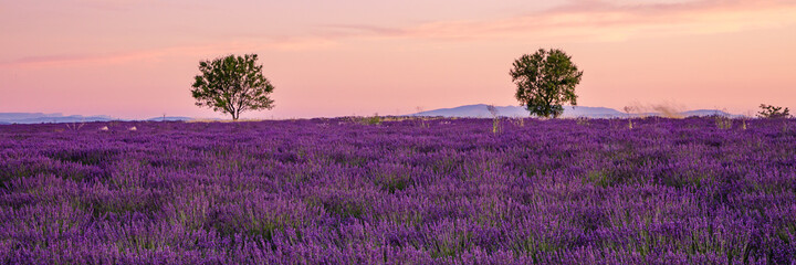 Two trees at the top of a lavender fields in bloom in Valensole at sunset in Provence, France