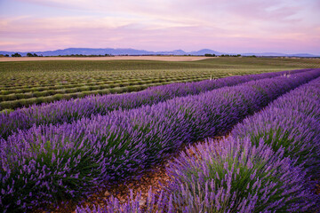 Naklejka na ściany i meble Lavender fields before and after the harvest in Valensole during summer in Provence, France