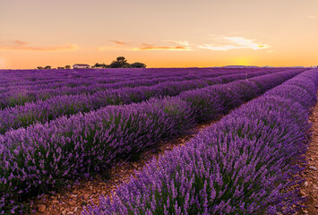 Fototapeta na wymiar Lavenders fields in bloom during a beautiful sunset on the Valensole Plateau in Provence in the south of France