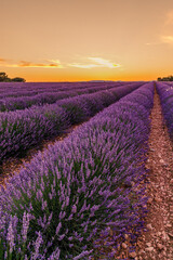 Fototapeta na wymiar Orange sunset on lavender fields at Valensole during summer in Provence, France