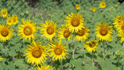 Sunflower fields in full bloom, agriculture