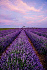 Naklejka na ściany i meble lavender field at sunset in provence, France