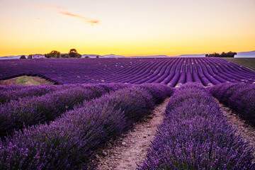 Naklejka na ściany i meble Lavender field of Provence on a summer day in France at sunset