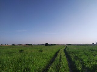 Obraz premium field and blue sky
