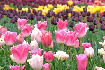 Pink and white triumph tulips 'innuendo' in flower