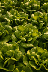 Obraz premium Fresh lettuce with wet leaves