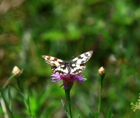 PAPILLON DEMI DEUIL