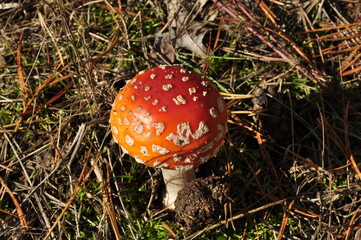 Amanita among dry pine needles. A small fly agaric with white spots.