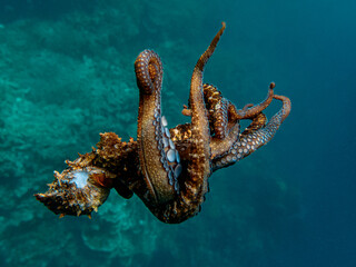 Common octopus (Octopus vulgaris) swimming in the shallow coral reef. © SaltedLife