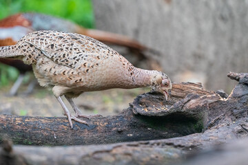 The common pheasant (Phasianus colchicus)