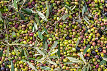 hands that collect and clean the olives during olive harvest with orange nets in Keratea in Greece