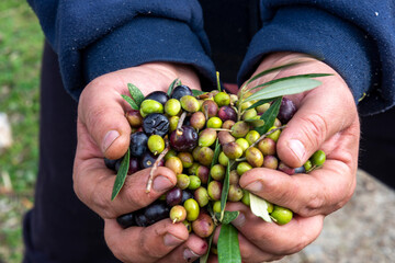 hands that collect and clean the olives during olive harvest with orange nets in Keratea in Greece