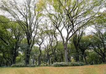 Obraz premium Tree in the Park Plaza Campus nature outside daylight 