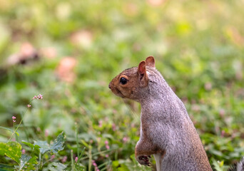 Squirrel in the grass

