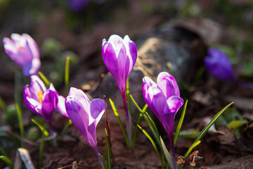 Fototapeta premium Blooming crocuses and snowdrops in the spring