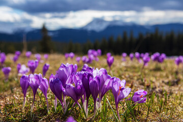 Obraz premium Spring in the mountains