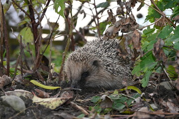 Hedgehog, native, wild, european hedgehog in natural habitat on green grass and garden plants