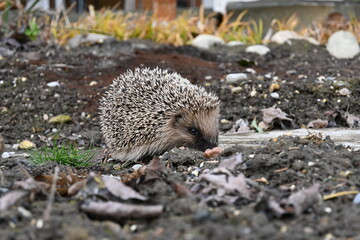 Hedgehog, native, wild, european hedgehog in natural habitat on green grass and garden plants