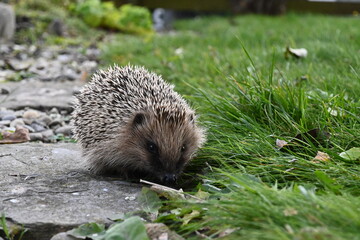 Hedgehog, native, wild, european hedgehog in natural habitat on green grass and garden plants
