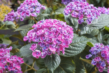 Hydrangea Curly Wurly. Flowering ornamental flowers for the garden, park, balcony, terrasse.