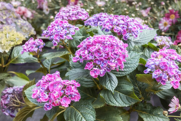 Hydrangea Curly Wurly. Pink violet flowering ornamental flowers for the garden, park, balcony, terrasse