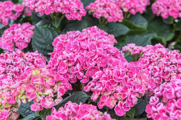 Hydrangea macrophylla Early Pink. Pink flowering exquisite ornamental flowers for the garden, park, balcony