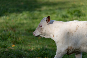 white cow baby in green meadow in Latvia