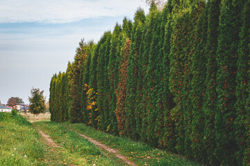 Hedge of Thuja trees. Row of tall evergreen thuja occidentalis trees green hedge fence along path...