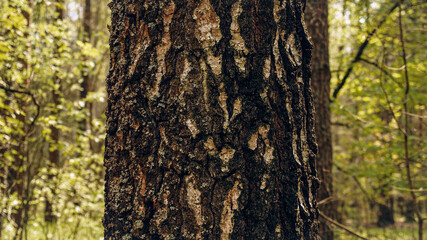 Closeup Trunk of a pine tree in close-up against the background of a green forest. Concept of conservation of nature, forests and the environment.