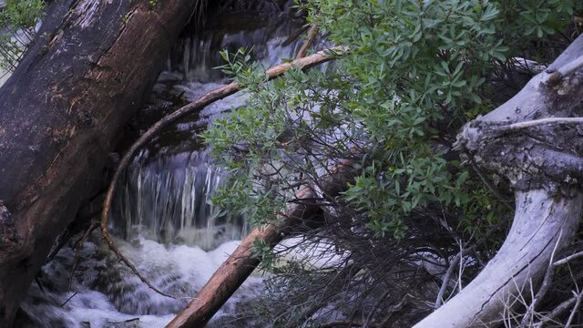 Small waterfall over rocks between driftwood; gentle water falling over rocks; medium close