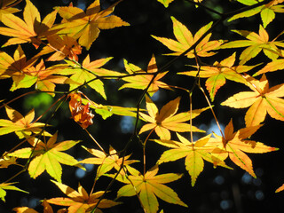 autumn leaves background