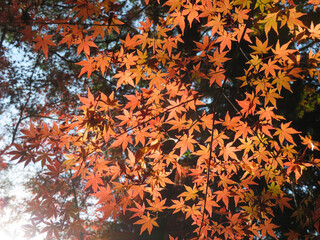 autumn leaves background