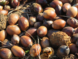 chestnuts and acorns