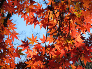 autumn leaves background