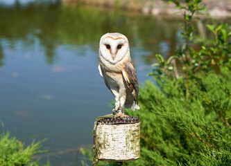Owl sitting on a branch on a sunny day