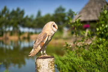 Owl perched on a branch on a sunny day