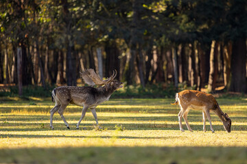 A group of fallow deers walking on a meadow next to a forest during rutting season at a cloudy day...