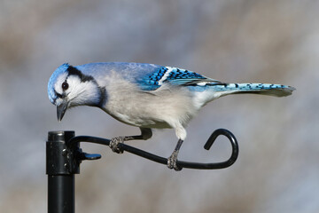 Blue Jay on a post