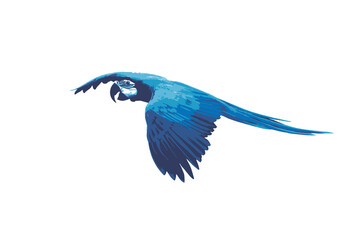 Blue macaw bird illustration isolated on white background