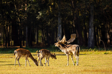 A group of fallow deers walking on a meadow next to a forest during rutting season at a cloudy day...