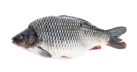 Big fresh carp fish isolated on white
