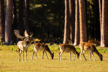 A group of fallow deers walking on a meadow next to a forest during rutting season at a cloudy day in autumn in Hesse, Germany. 