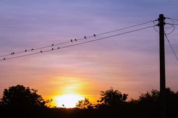 Fototapeta na wymiar Bird catches electric wire at sunset