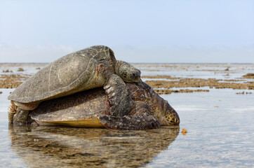 Grüne Meeresschildkröten bei der Kopulation im Profil
 - obrazy, fototapety, plakaty