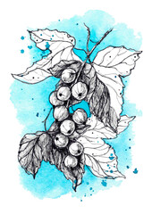 A bunch of red currants is drawn in a graphic with the addition of watercolors