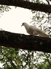 dove on the tree